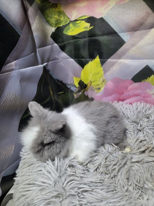 Karzełek Teddy Mini z Metryka