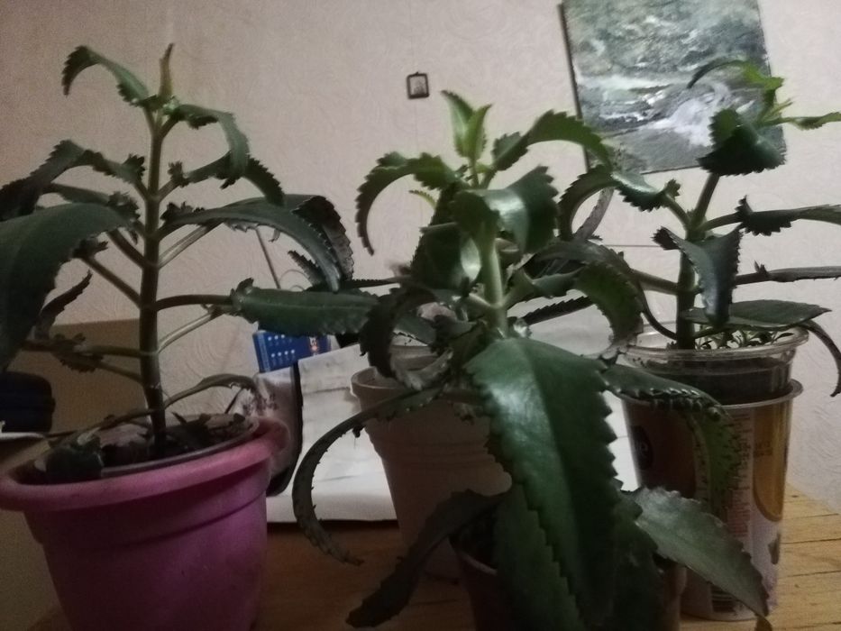 Каланхое. Столетник. денежное дерево.