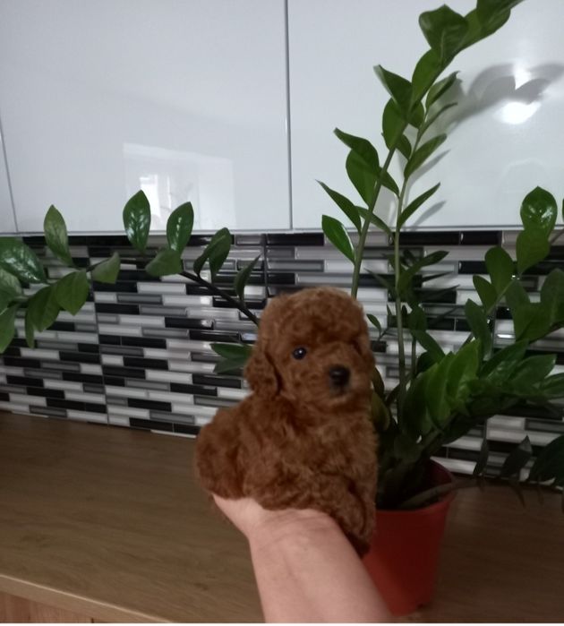 Щенки пудель китай.