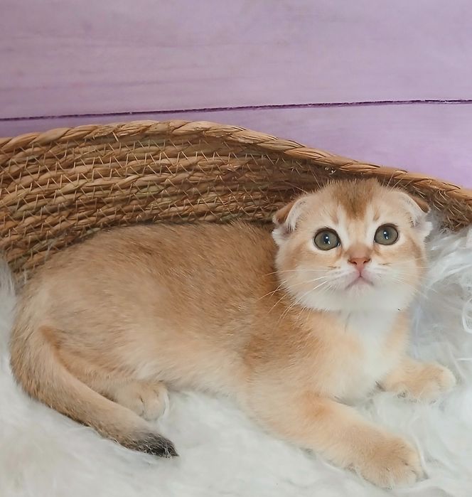 Кошенята золотої шиншили