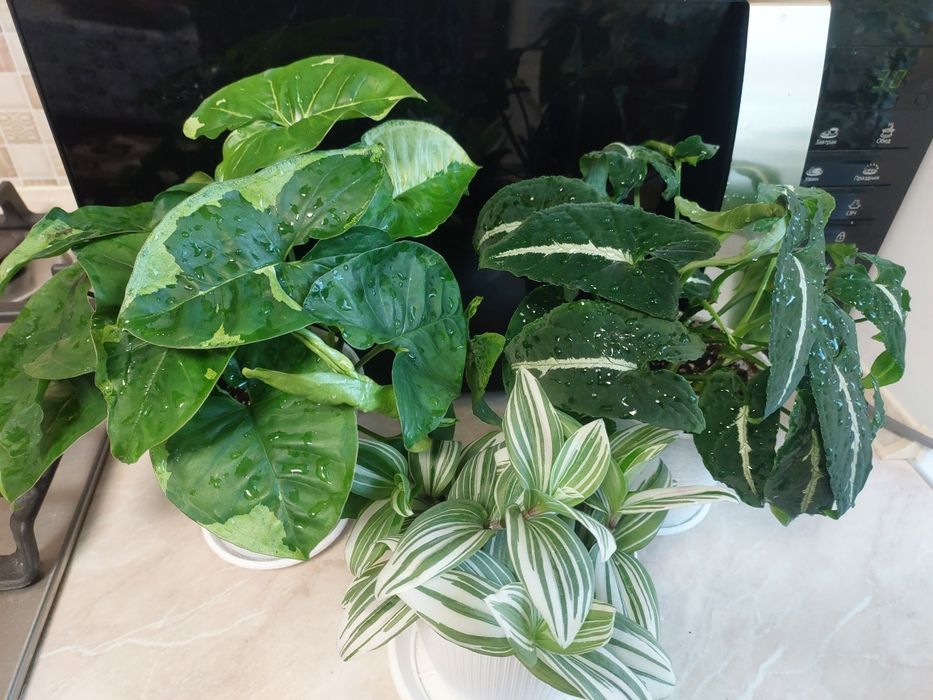 Сингоніум Панда домашній