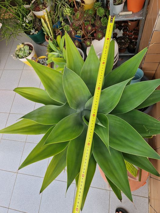 Agave dragão suculenta/cato