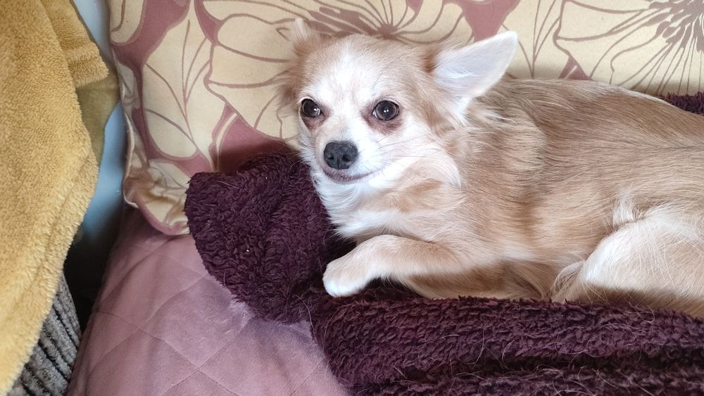 Продам Мини девочку Чихуахуа