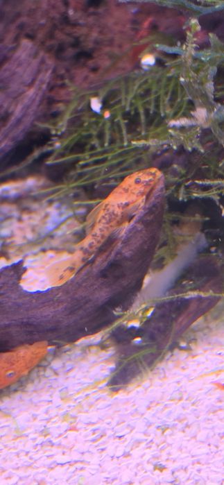 Peixes limpa vidros Ancistrus cascudos, sp