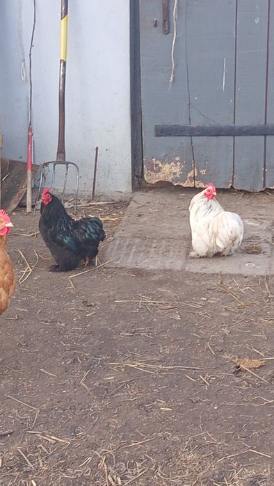 Sprzedam koguty kochima