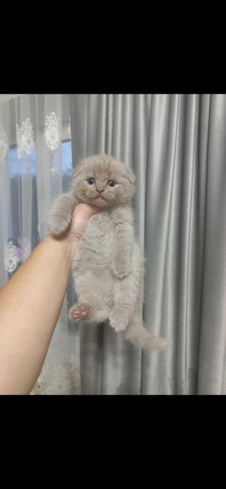 Шотландські кошенята
