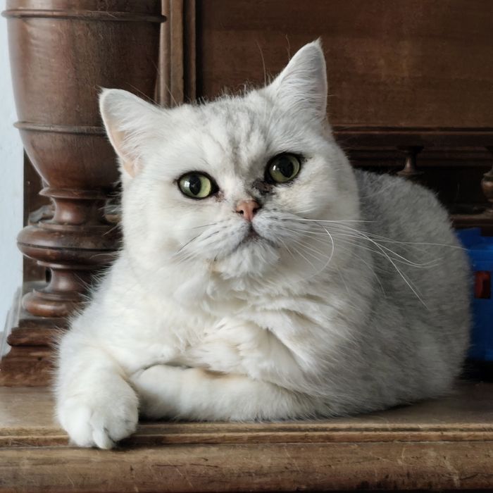 Srebrna cieniowana kotka brytyjska krótkowłosa