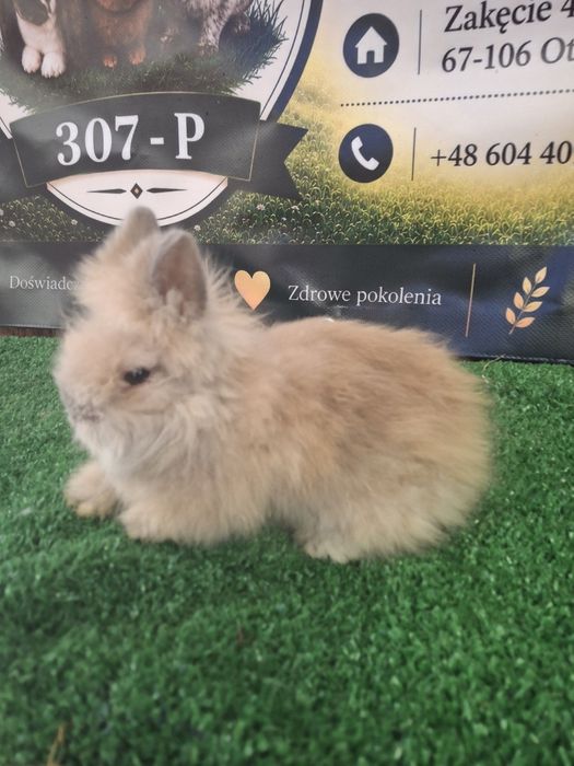 Króliczki miniaturki TEDDY