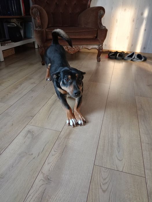 Murzynek szuka domu.