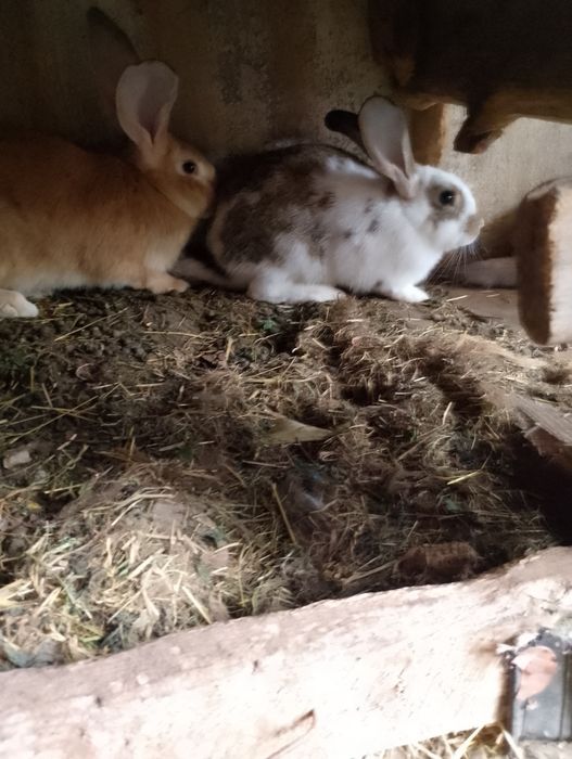 Sprzedam króliki