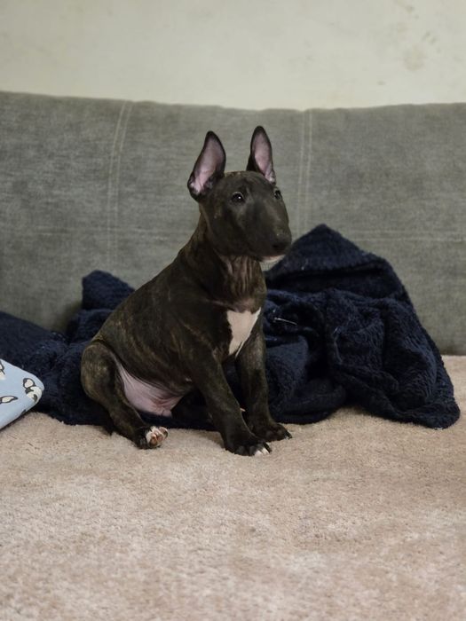 Bulterier miniaturowy szczenię