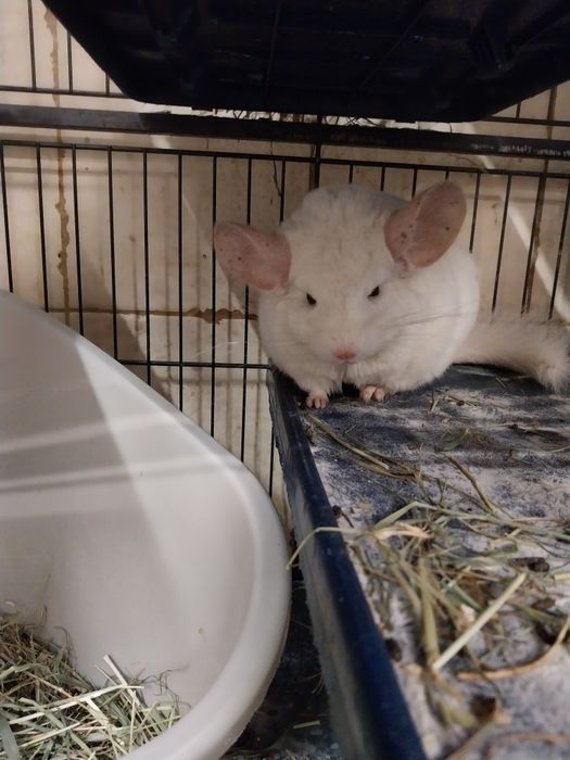 Szynszyla samczyk, chłopaki już dostępna