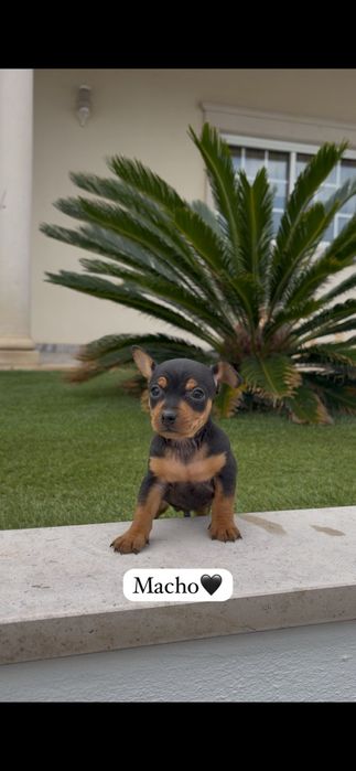 Pinscher macho miniatura