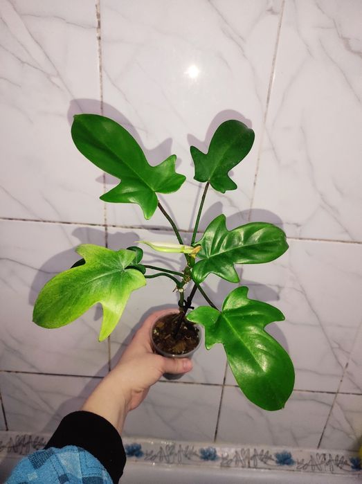 Philodendron Florida beauty alba, Florida Bronz