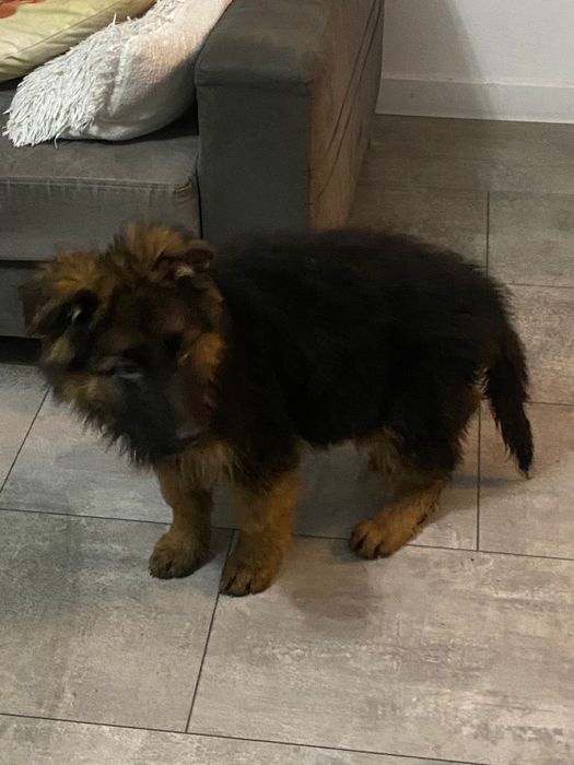 Owczarek niemiecki długowłosy pies