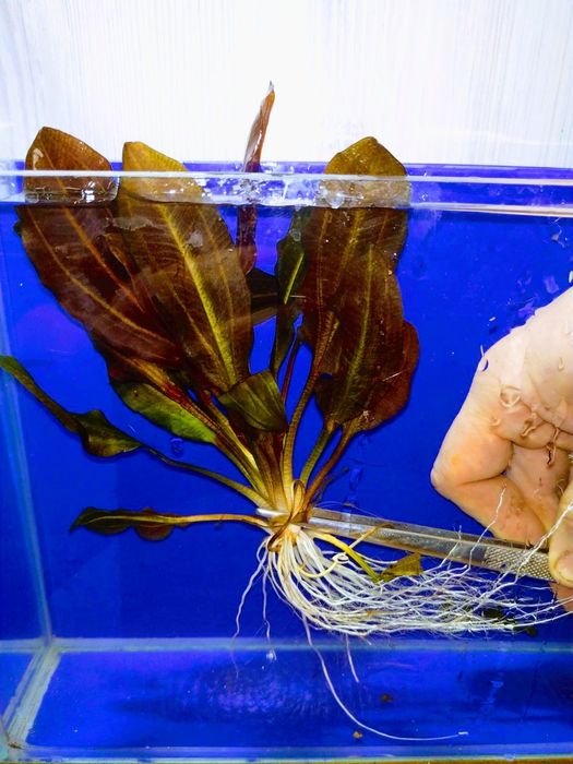 Аквариумные растения