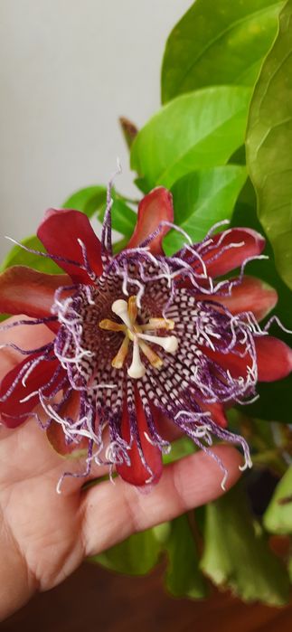 Passiflora Quadrangularis пассифлора квадрангуларис

Сорт предположите