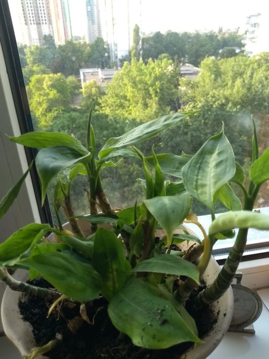 Диффенбахия Камилла