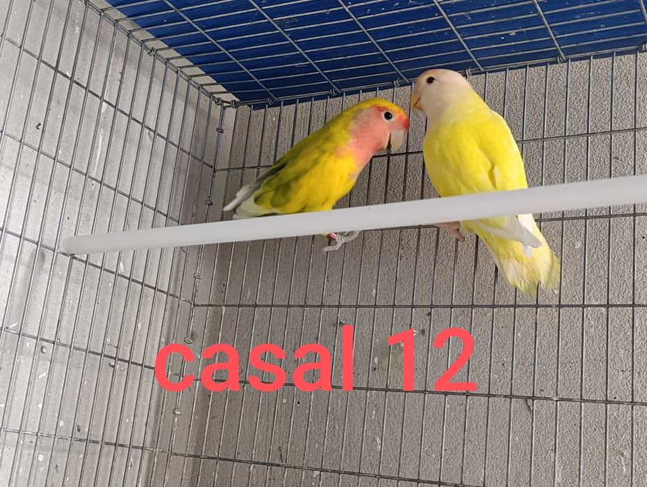 Casais agapórnis roseicollis