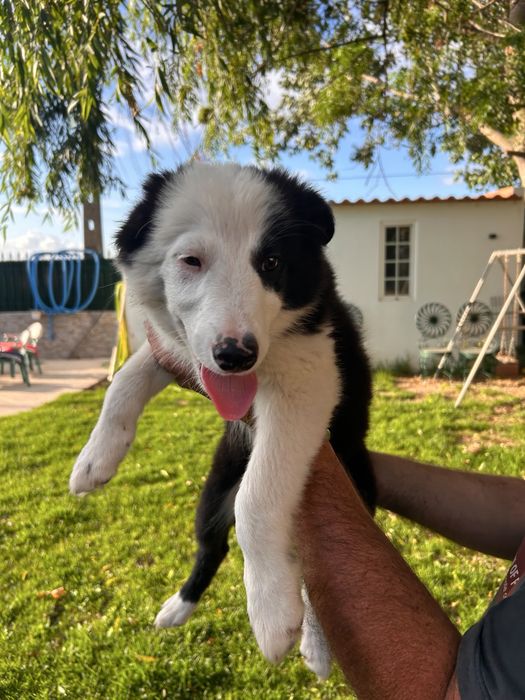 Border collie 3 meses