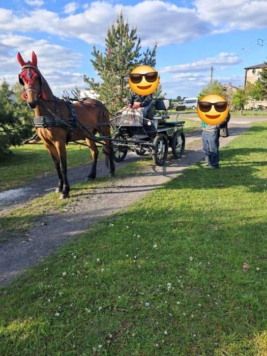 Sprzedam piekna klacz i bryczke