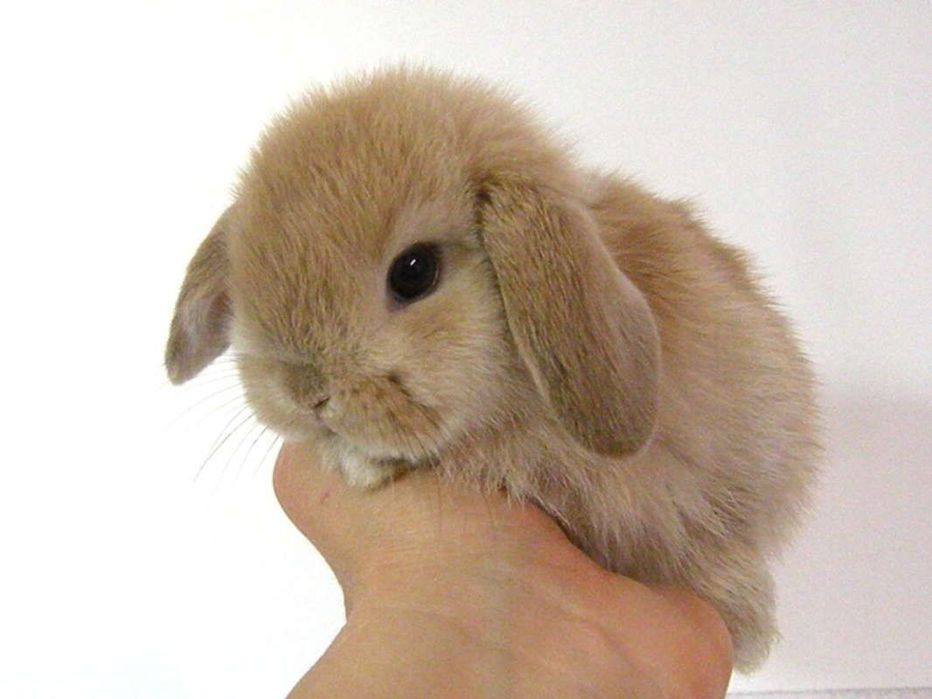 KIT Coelhos anões mini Lop holand (orelhudos) desparasitados