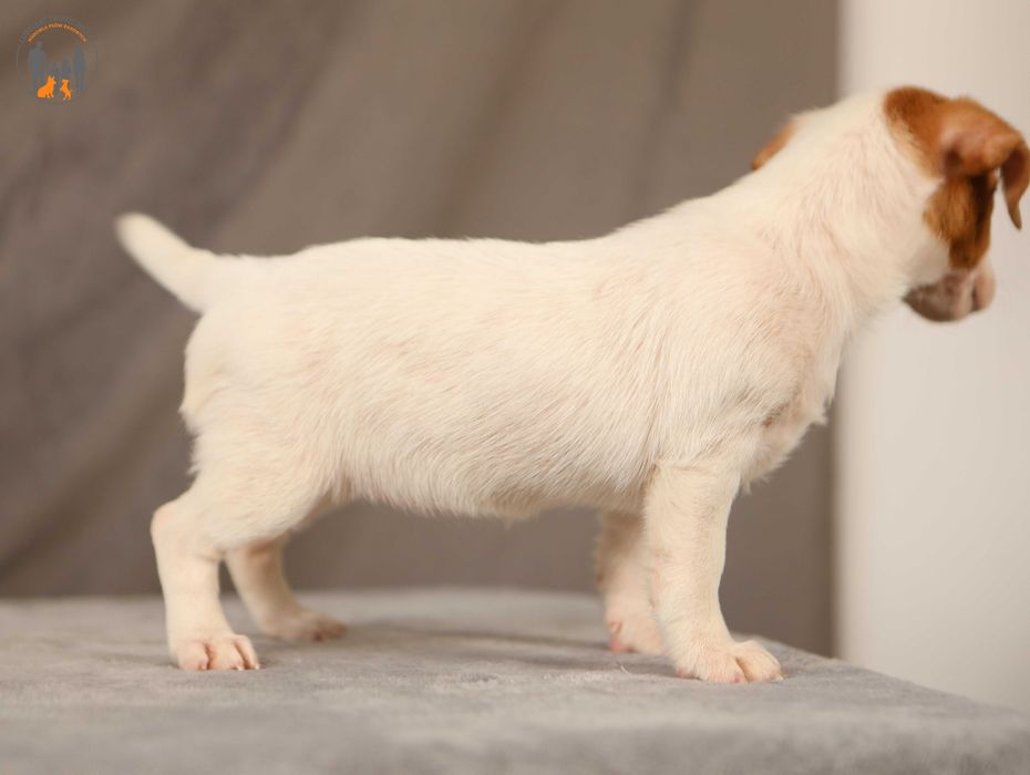 Jack Russell Terrier po Championie rezerwacja