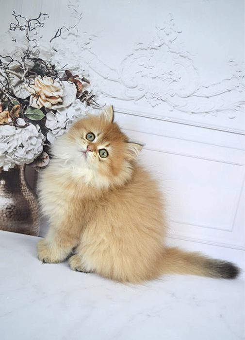 Британские котята золотая шиншилла