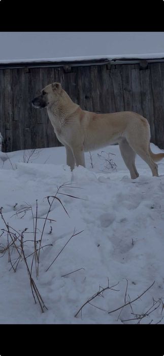 Продам Кангал дівчинка