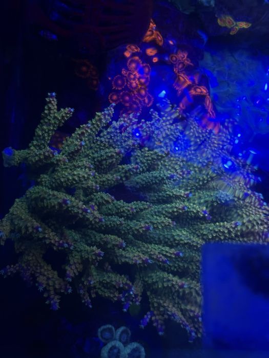 Acropora  i inne KORALOWCE                              Podstawki pod sps