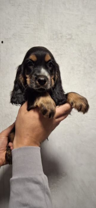 Cocker Spaniel Angielski piesek