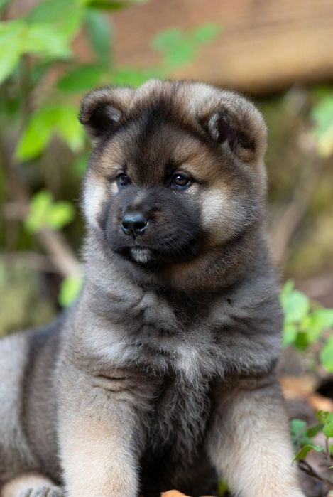 Дівчинка- щеплена