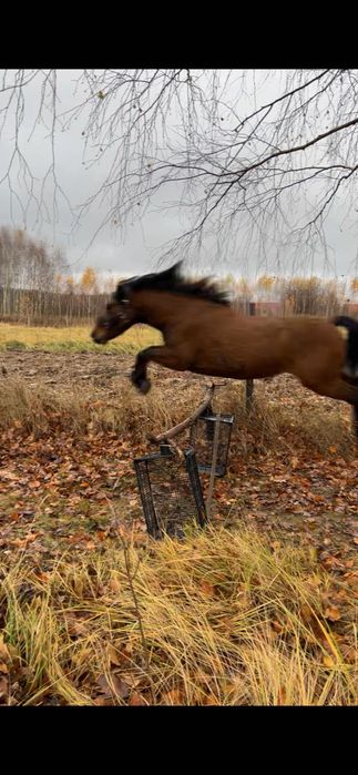 Koń huculski na sprzedaż