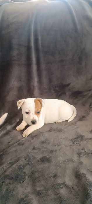 Jack Russell terrier