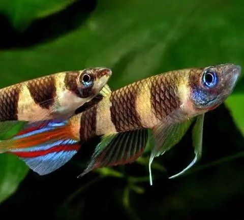 Szczupieńczyk karłowaty Epiplatus annulatus