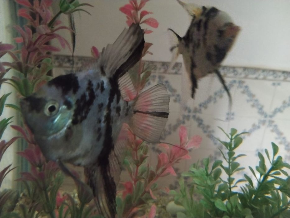 Peixes Escalares