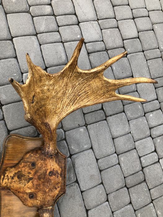 Роги лося, роги на підставці