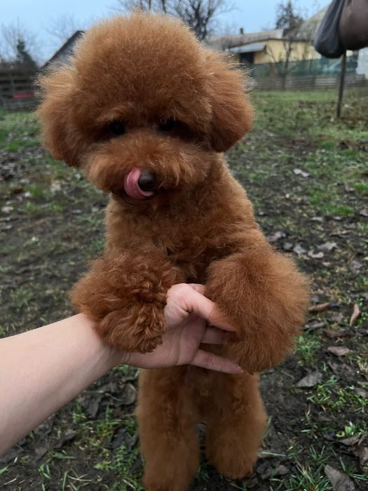 Той пудель мальчик китай 6мес. подросток