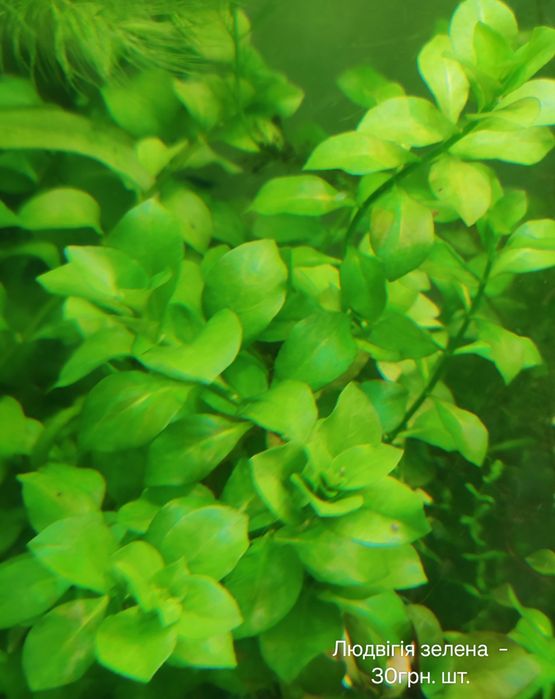 Акваріумні рослини водорості водорослі акваріум