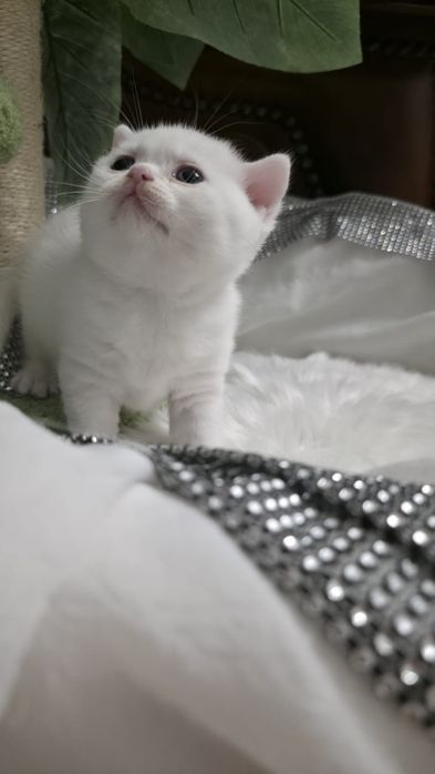 Piękna koteczka brytyjska