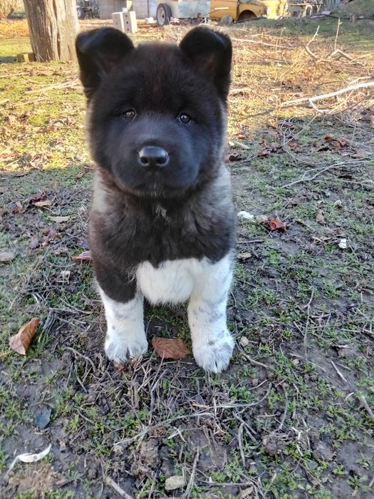 Щенок Американської акіти