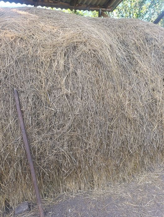 Продам сіно урожай 2026!