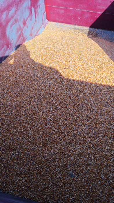 Milho miúdo Belgrano 2025