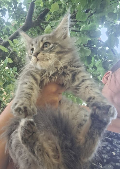 Сіро мрамурна дівчинка