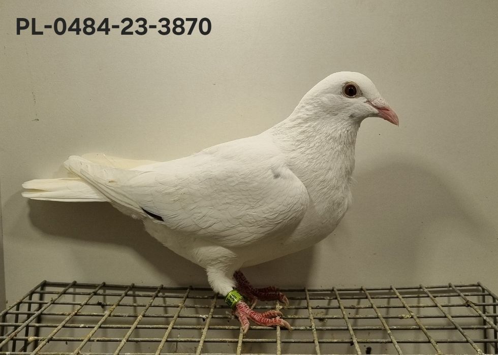 Gołębie Ludo Claessens