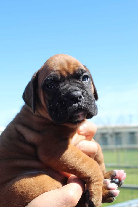 Cachorra Boxer TOP