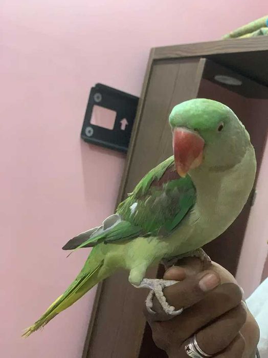 Ring neck bebê,domésticaddo, selvagem