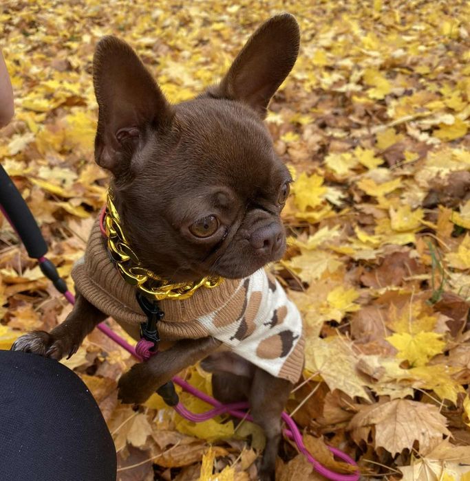 Reproduktor chihuahua