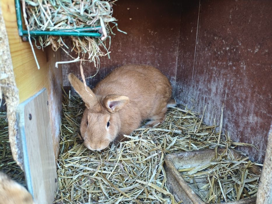 Króliki japońskie nowozelandzki czerwony