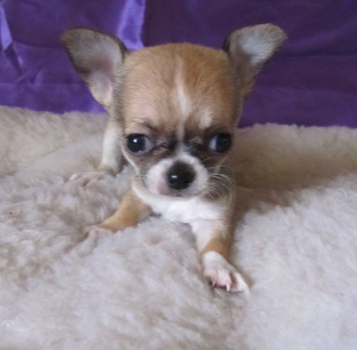 гладкошерстная девочка в продаже